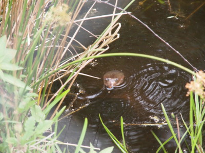 [Through the grass and reeds along the side of the water a bald lump of gray with eyes and nostrils pokes out of the water.]